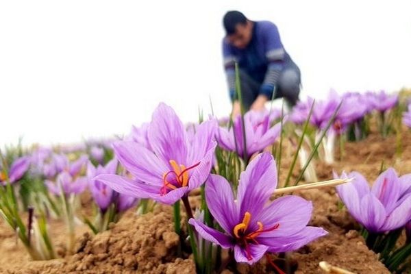 ۱۵۰۰ نفر در زمینه فرآوری زعفران در استان مشغول به کار هستند