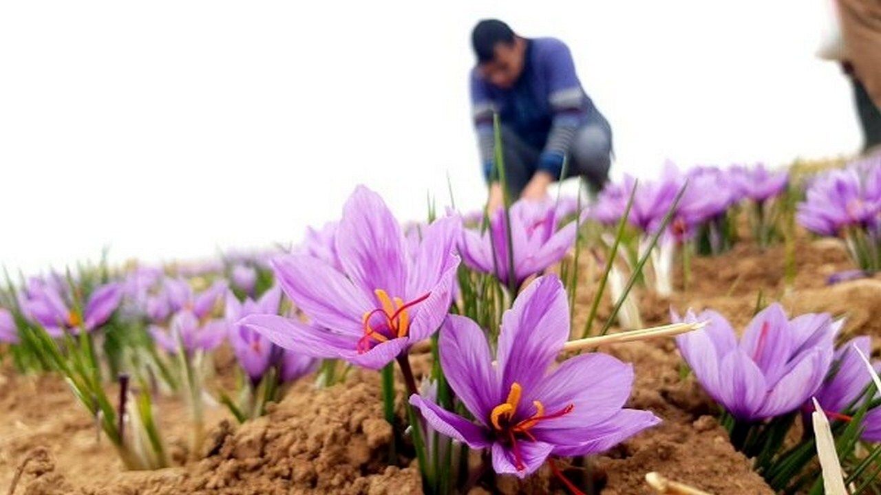 ۱۵۰۰ نفر در زمینه فرآوری زعفران در استان مشغول به کار هستند