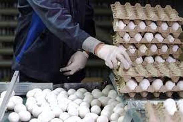 نرخ جدید مصوب برای تخم‌مرغ هنوز از سوی ستاد تنظیم بازار کشور اعلام نشده است