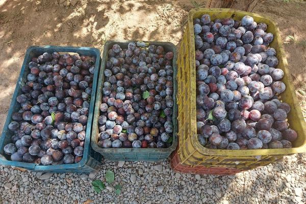 نبود شورای قیمت‌گذاری از محصولات باغی/خرید آلو شامل خرید تضمینی وزارتخانه نیست