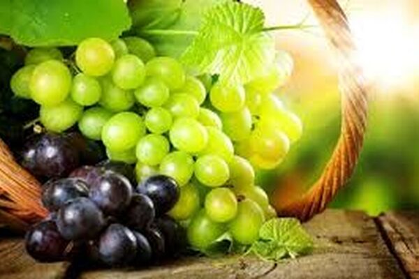 تولید دارویی بر پایه عصاره هسته انگور برای درمان بیماری‌های مختلف