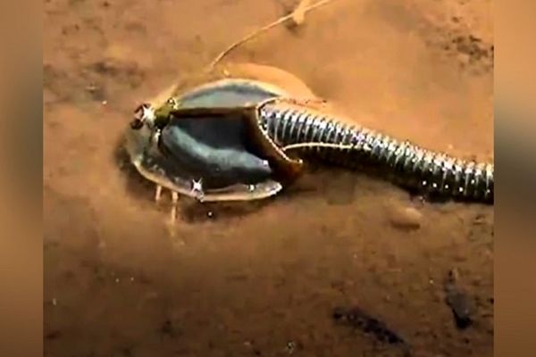 موجود عجیب و غریبی با سه چشم+فیلم