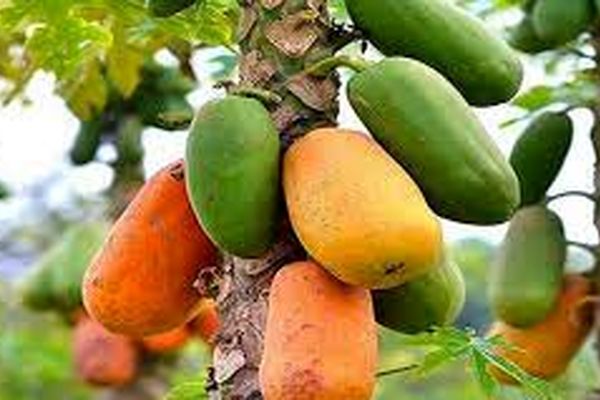 کشت "گیاه پاپایا" برای نخستین بار در جوین خراسان رضوی