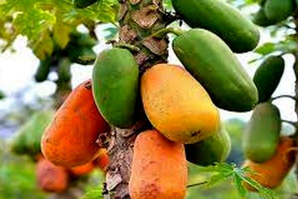 کشت "گیاه پاپایا" برای نخستین بار در جوین خراسان رضوی