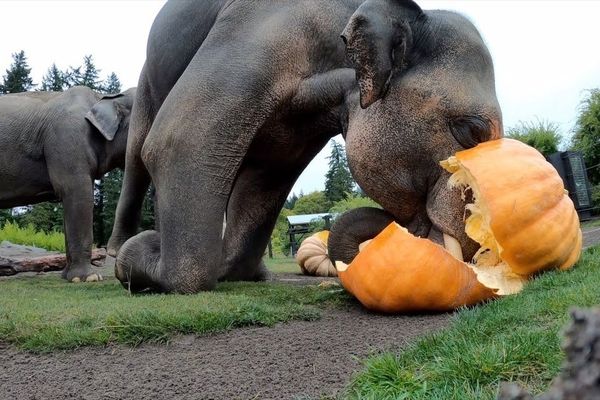 سنت خرد کردن کدو تنبل توسط فیل‌ها+فیلم