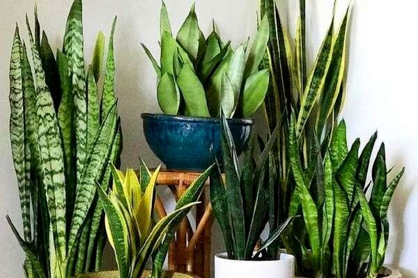 از روش نگهداری و تکثیر سانسوریا تا فواید نگهداری این گیاه زیبا در محیط خانه
