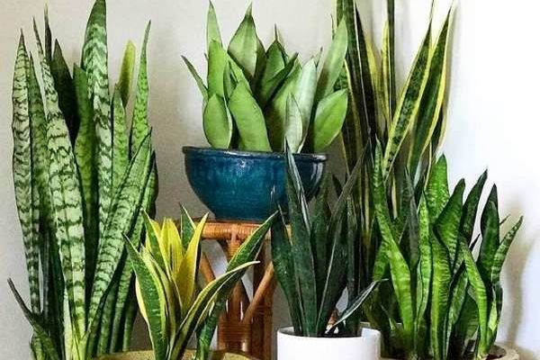 از روش نگهداری و تکثیر سانسوریا تا فواید نگهداری این گیاه زیبا در محیط خانه