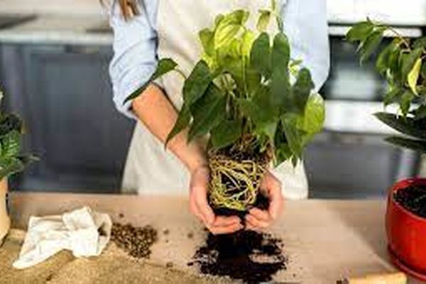 چه زمانی گلدان گیاه و خاک باید تعویض شود؟