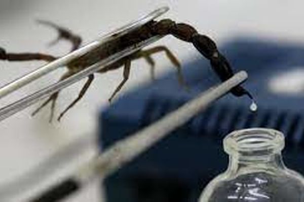 زهر عقرب برای درمان بیماری کرونا موثر است