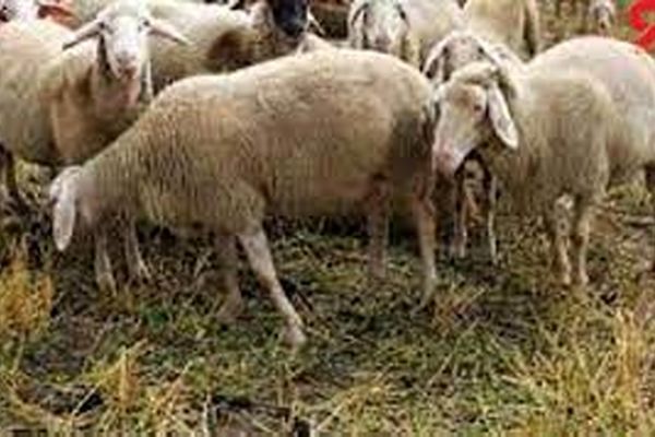 800 راس احشام توسط مرزبان هنگ درگز مهار شد