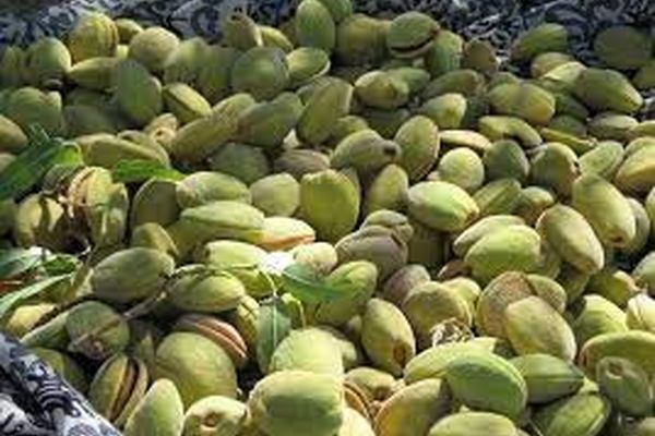 برداشت بادام دیم به علت خشکسالی و سرمازدگی 80 درصد کاهش یافت