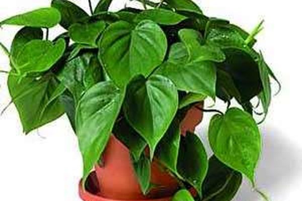 سیر تا پیاز ترفندهای نگهداری گل‌های آپارتمانی