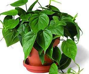 سیر تا پیاز ترفندهای نگهداری گل‌های آپارتمانی