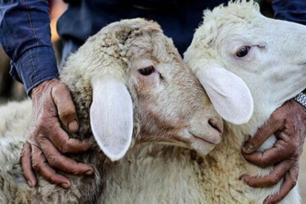 مراکز عرضه و کشتار مجاز دام زنده در مشهد در روز عید قربان اعلام شد