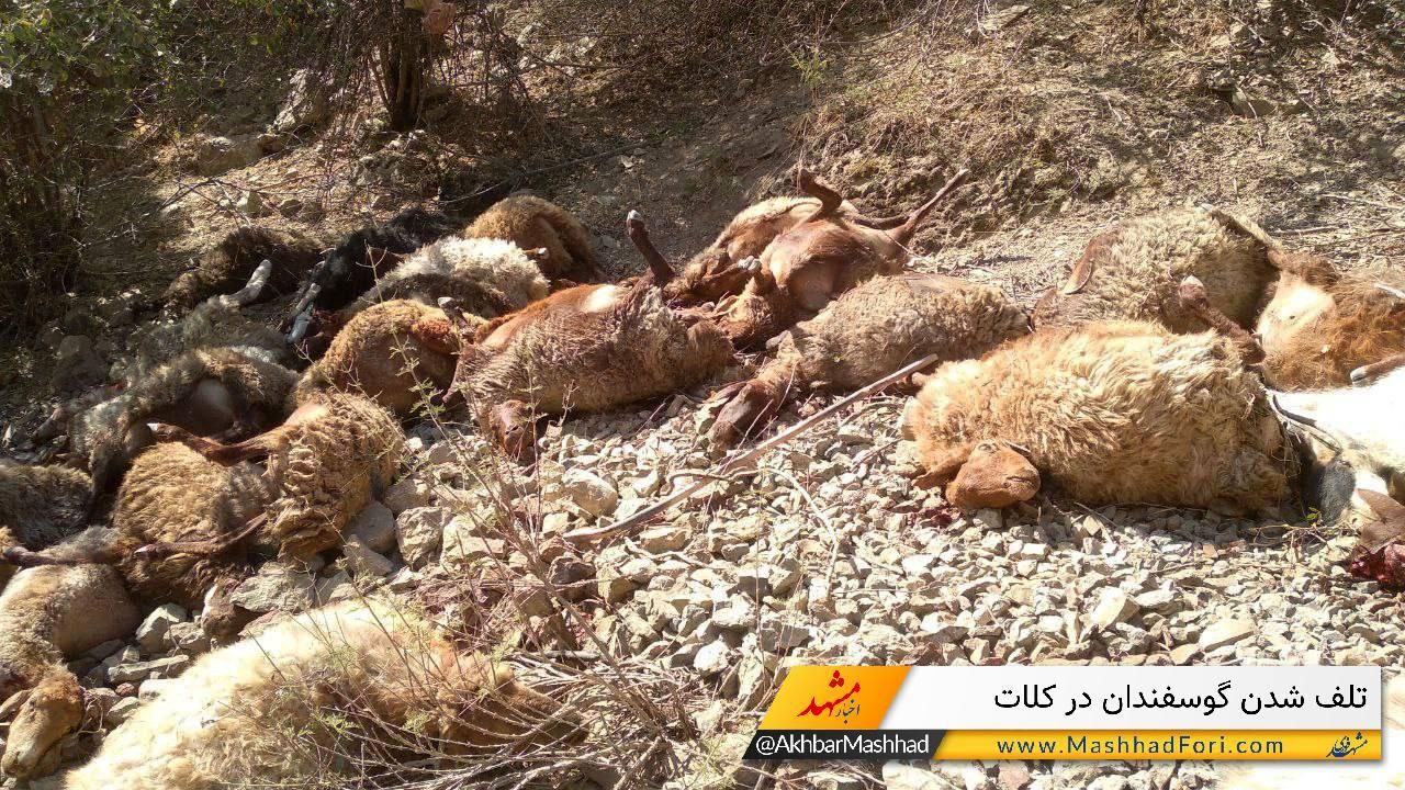 حمله پلنگ به گوسفندان در کلات ۱۵۰ گوسفند را تلف کرد