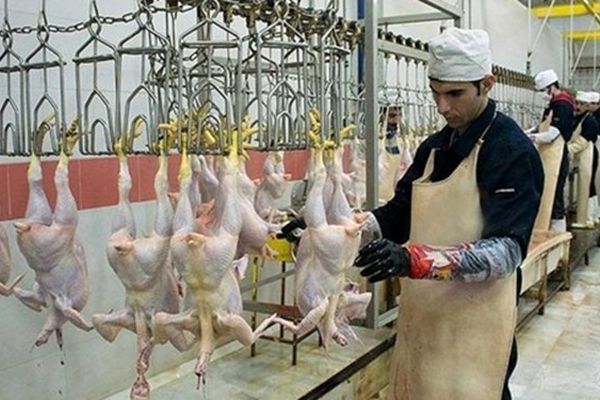 معدوم‌سازی 192 تُن گوشت طیور غیرقابل‌مصرف در خراسان رضوی