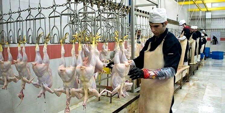 معدوم‌سازی 192 تُن گوشت طیور غیرقابل‌مصرف در خراسان رضوی