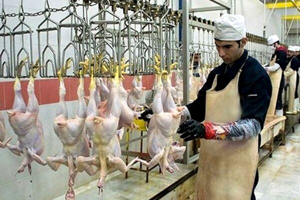 معدوم‌سازی 192 تُن گوشت طیور غیرقابل‌مصرف در خراسان رضوی