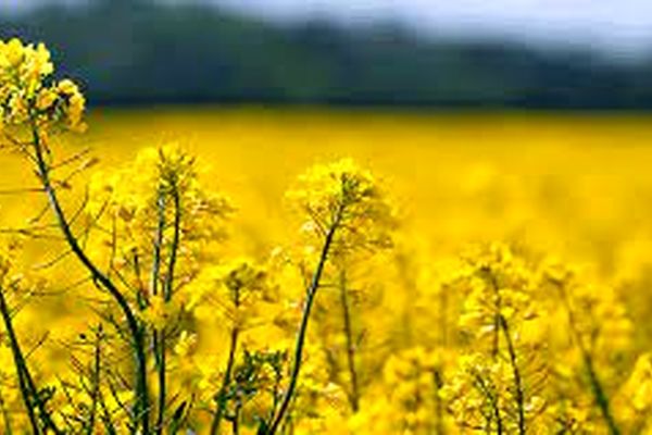 پرداخت تمامی مطالبات کلزاکاران شهرستان‌های غرب خراسان رضوی