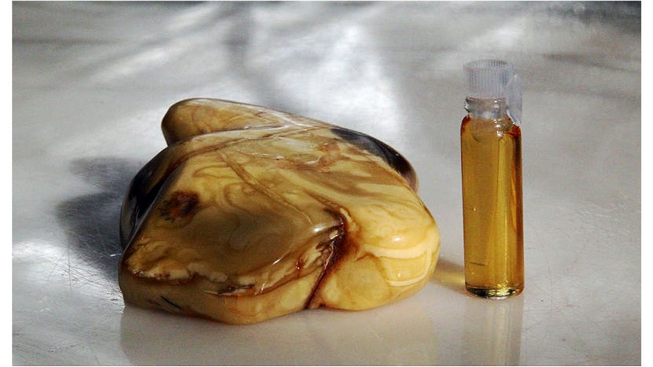 "عنبر"؛ آشنایی با گران قیمت‌ترین استفراغ جهان!