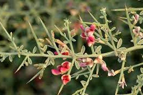 کشت نشایی گیاه خارشتر در گناباد