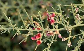 کشت نشایی گیاه خارشتر در گناباد