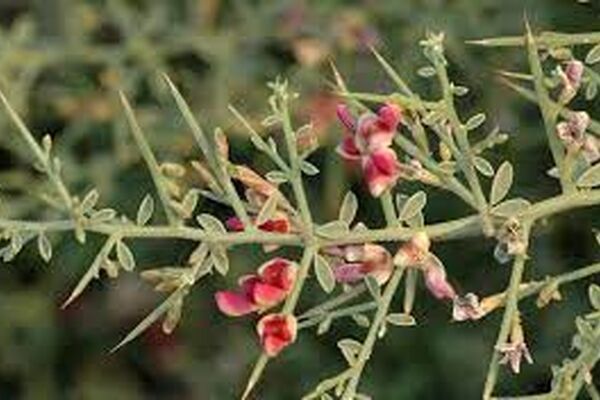 کشت نشایی گیاه خارشتر در گناباد