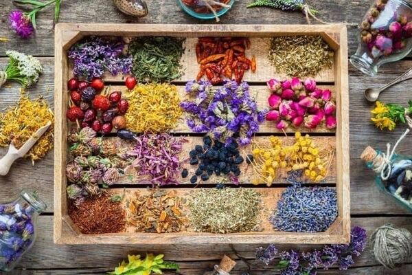 قبل از مصرف داروهای گیاهی این 5 اصل را در نظر داشته باشید