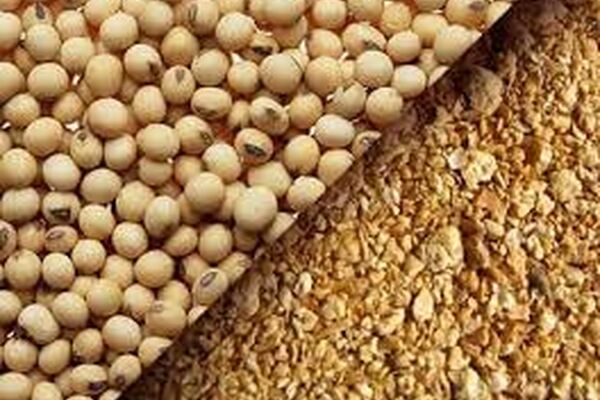 سویا باعث کاهش تولید مخاط در ریه می‌شود
