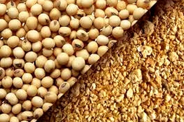 سویا باعث کاهش تولید مخاط در ریه می‌شود