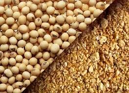 سویا باعث کاهش تولید مخاط در ریه می‌شود