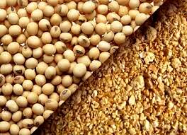 سویا باعث کاهش تولید مخاط در ریه می‌شود