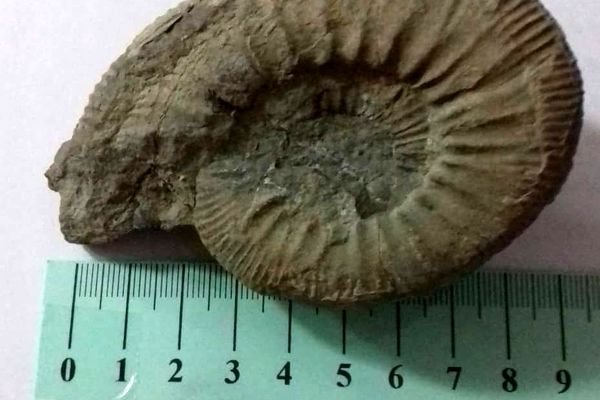 اهدای فسیل ۱۸۰ میلیون ساله به موزه های خراسان رضوی