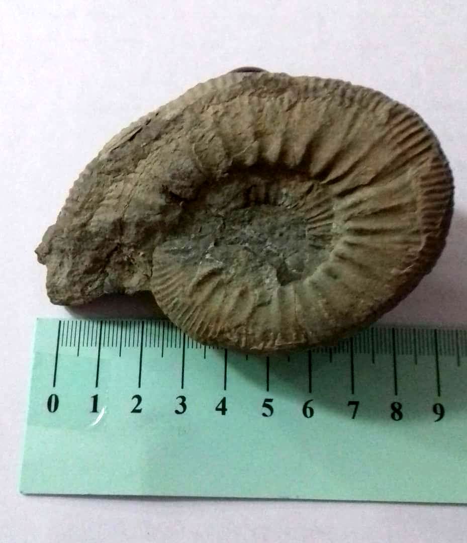 اهدای فسیل ۱۸۰ میلیون ساله به موزه های خراسان رضوی