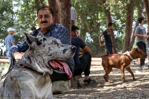 فرار از مسئولیت و هزینه کمتر دلایل نگهداری از حیوانات خانگی است