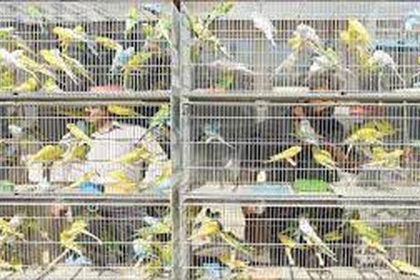 پیشرفت 95 درصدی اولین مجتمع ساماندهی پرنده فروشان مشهد