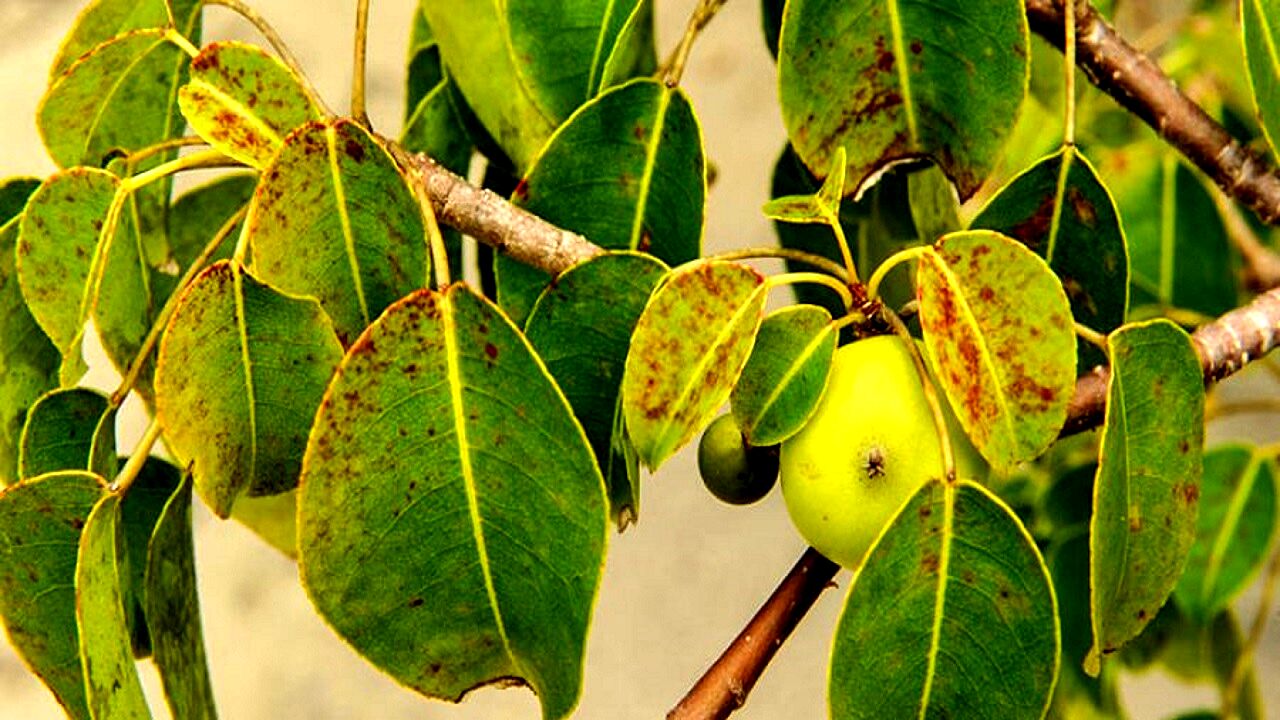 درختی سمی که باعث کوری و مرگ افراد می‌شود