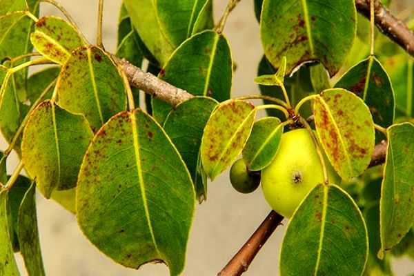 درختی سمی که باعث کوری و مرگ افراد می‌شود