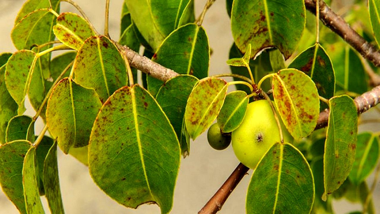 درختی سمی که باعث کوری و مرگ افراد می‌شود