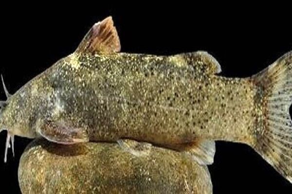 گونه جدید ماهی به نام علی دایی نام‌گذاری شد