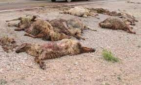 بی احتیاطی راننده کامیون منجر به تلف شدن 9 راس گوسفند شد