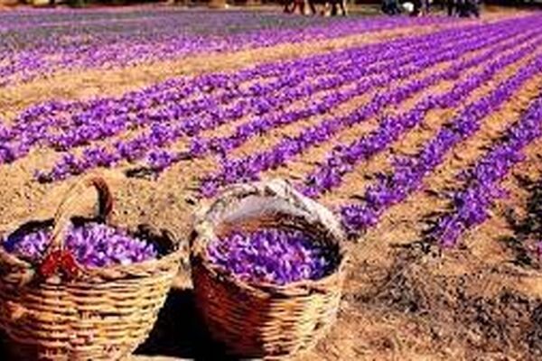 سهم زعفران‌کار باید دیده شود/به صرفه نبودن تولید زعفران به صورت سنتی