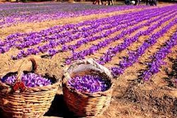 سهم زعفران‌کار باید دیده شود/به صرفه نبودن تولید زعفران به صورت سنتی