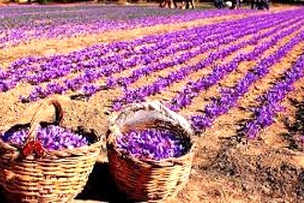 سهم زعفران‌کار باید دیده شود/به صرفه نبودن تولید زعفران به صورت سنتی