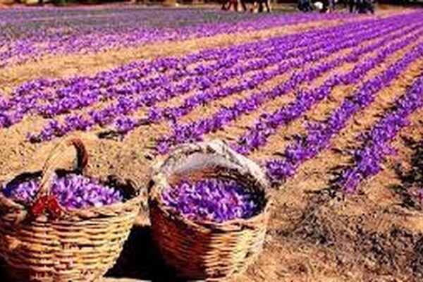 سهم زعفران‌کار باید دیده شود/به صرفه نبودن تولید زعفران به صورت سنتی