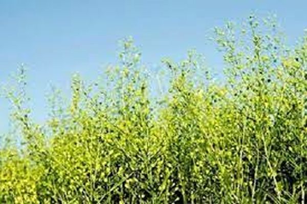 دانه روغنی کاملینا در جغتای کشت شد