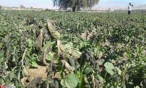 سرما به بیش از 13 هزار هکتار از اراضی خراسان رضوی خسارت وارد کرده است
