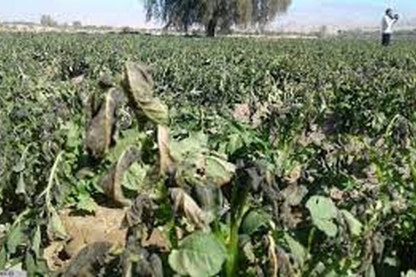 سرما به بیش از 13 هزار هکتار از اراضی خراسان رضوی خسارت وارد کرده است