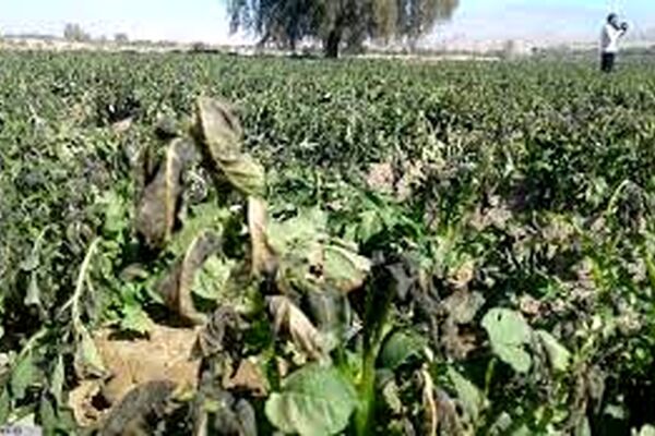 سرما به بیش از 13 هزار هکتار از اراضی خراسان رضوی خسارت وارد کرده است