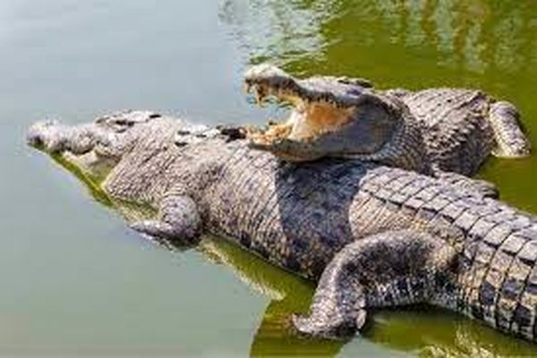 سرنوشت کروکودیل‌های مشهدی چیست؟/ چالش مجوزهای کلی برای کشتار کروکودیل